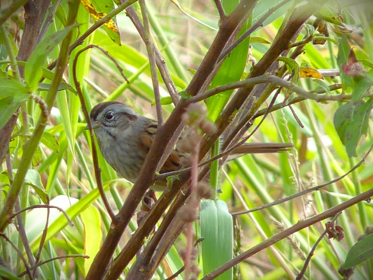 Sumpfammer - ML650912032