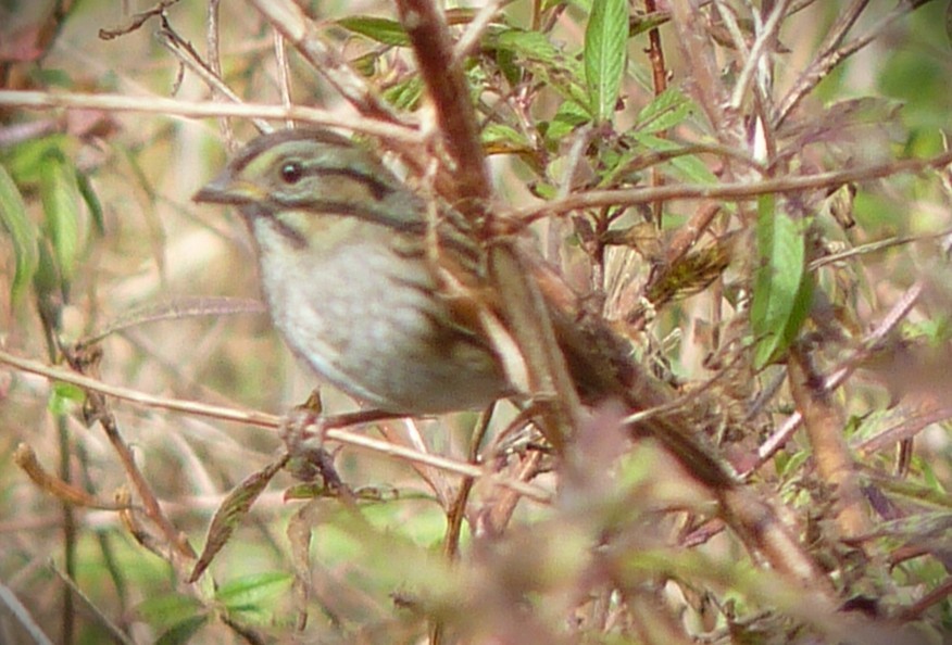 Sumpfammer - ML650912136