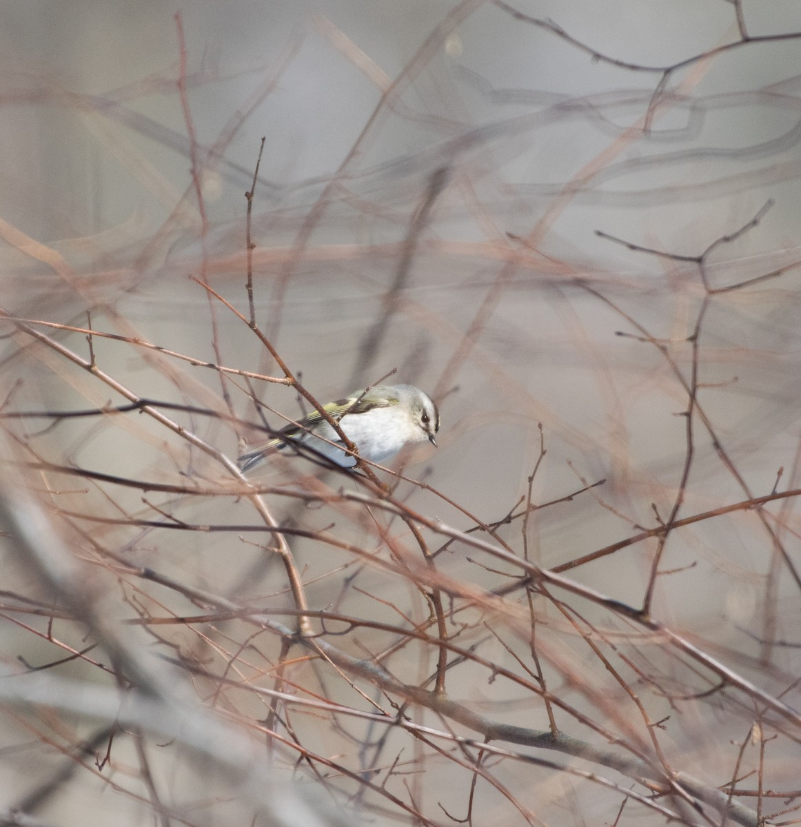 králíček zlatohlavý - ML650912494