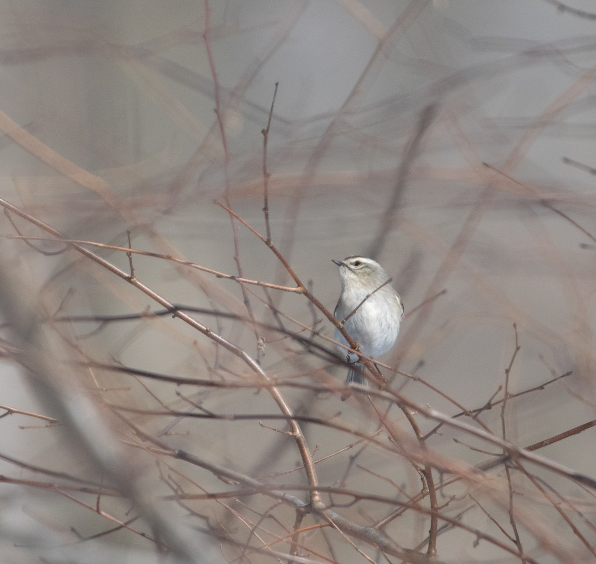 králíček zlatohlavý - ML650912495