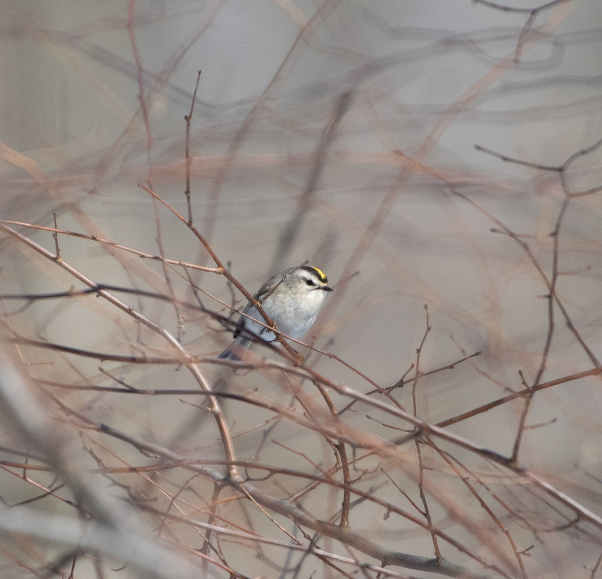 králíček zlatohlavý - ML650912496