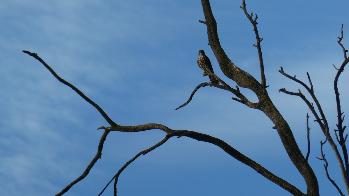 コチョウゲンボウ - ML650912578