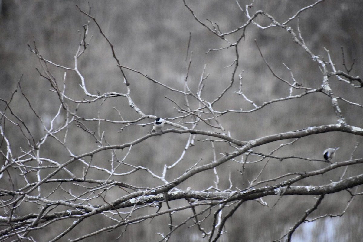 sýkora karolínská - ML650912669