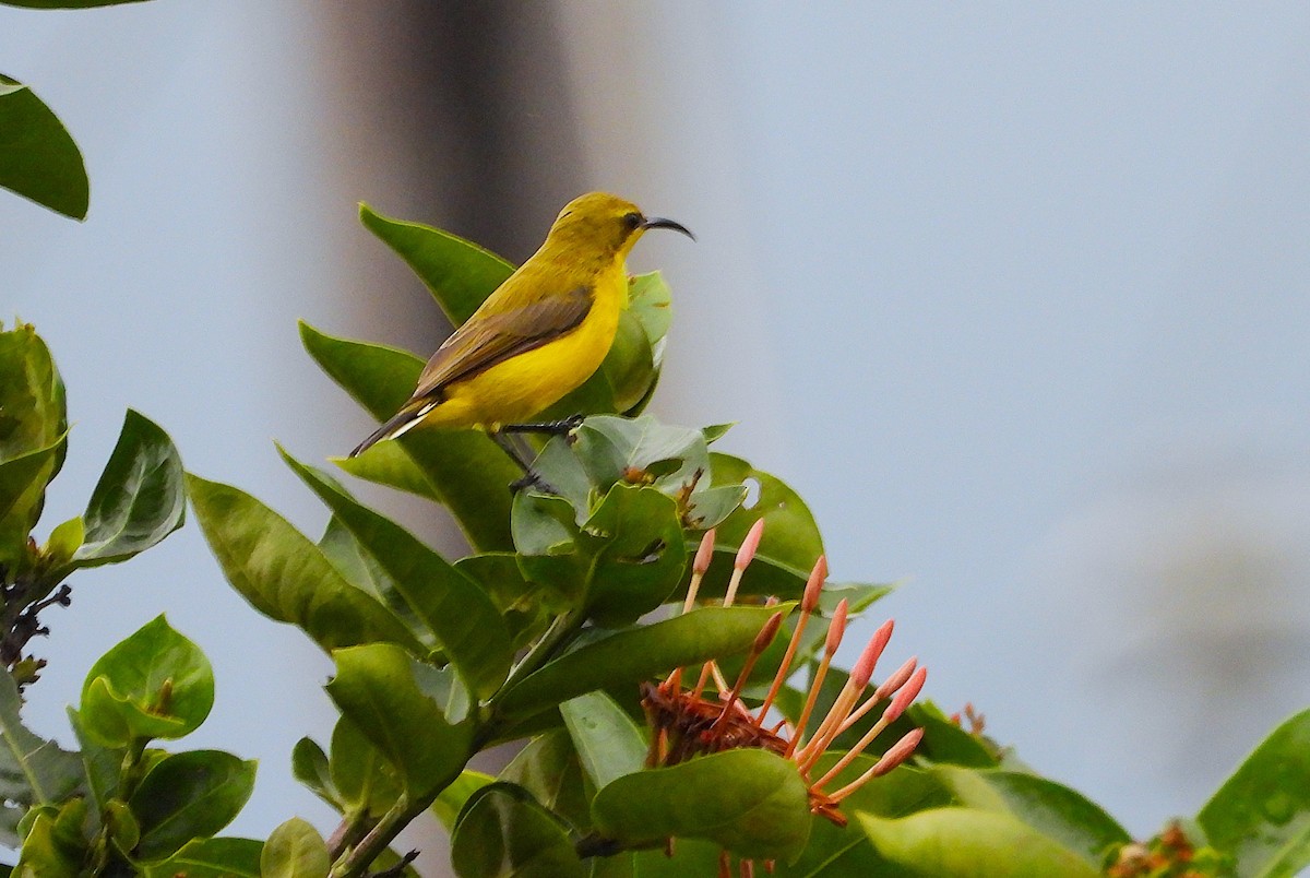 Sahul Sunbird - ML650912777