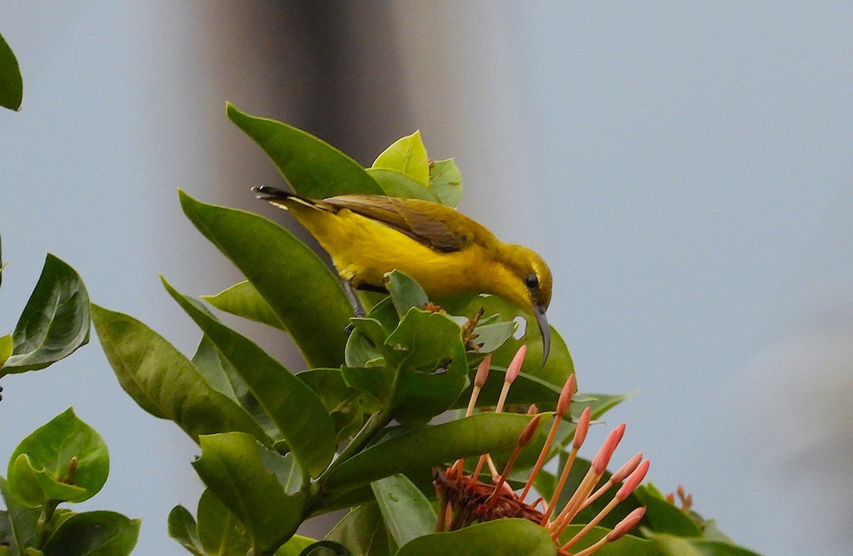 Sahul Sunbird - ML650912782