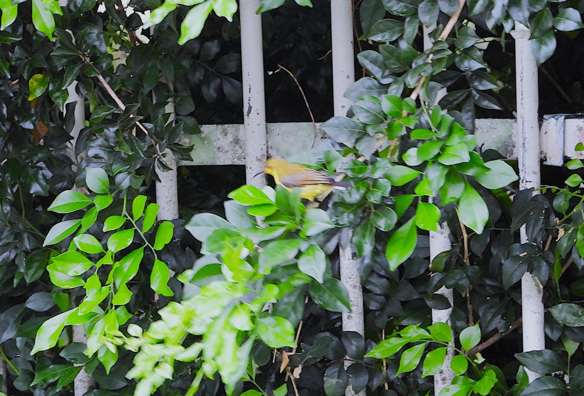 Sahul Sunbird - ML650912877