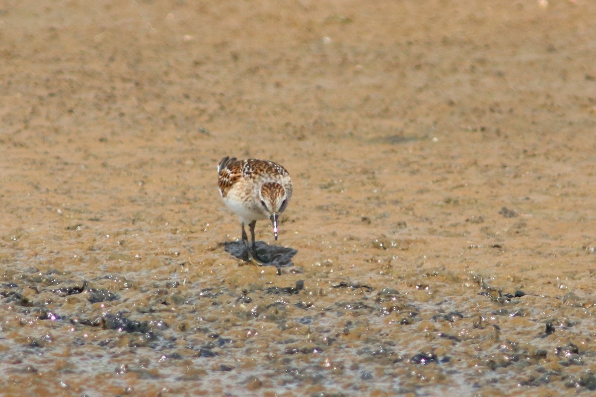 Least Sandpiper - ML65091301