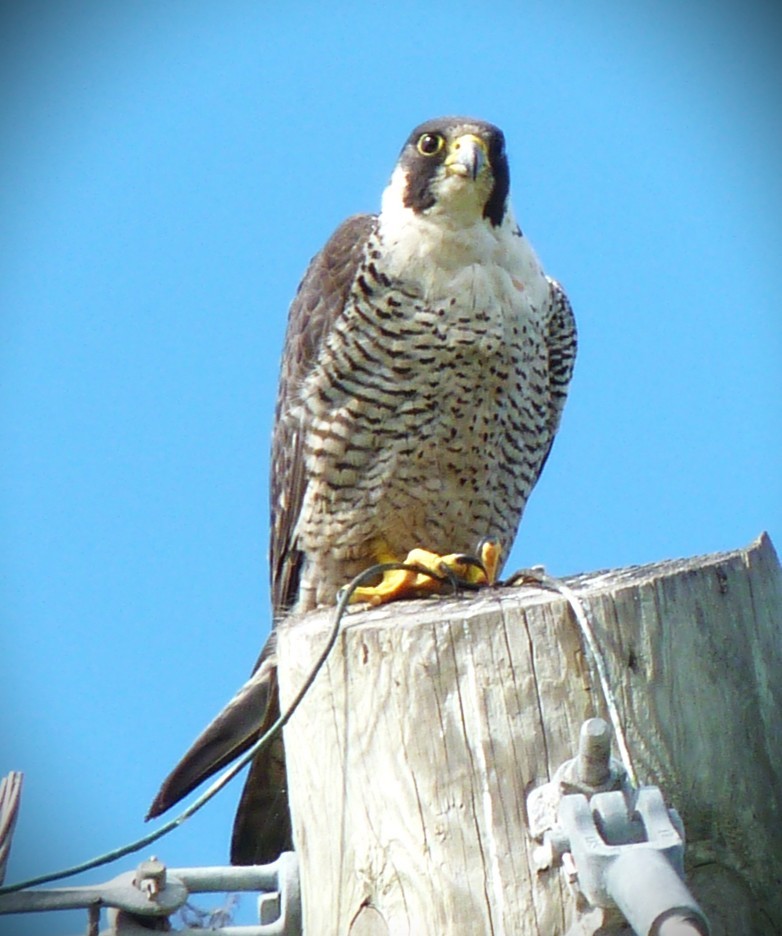 Wanderfalke - ML650913582