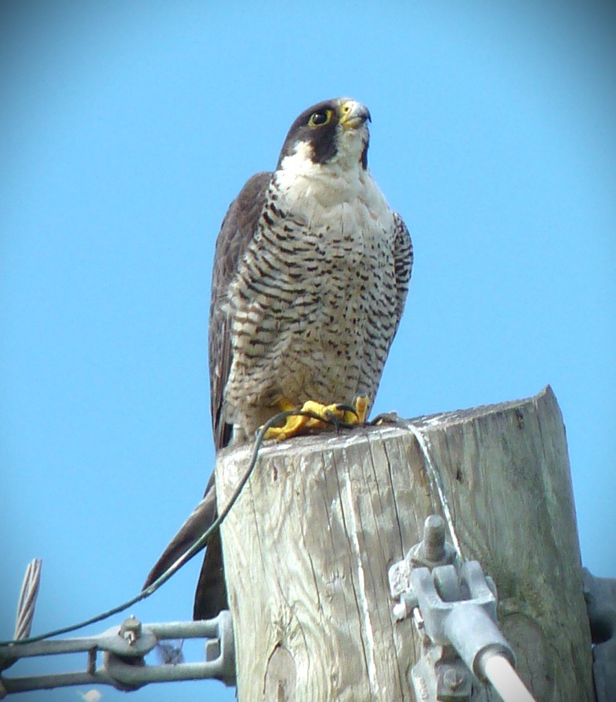 Wanderfalke - ML650913587