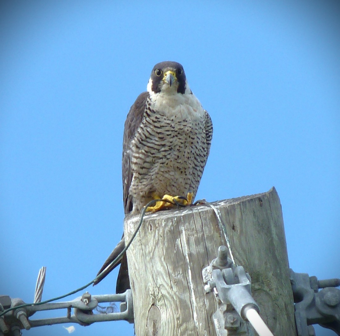 Wanderfalke - ML650913603