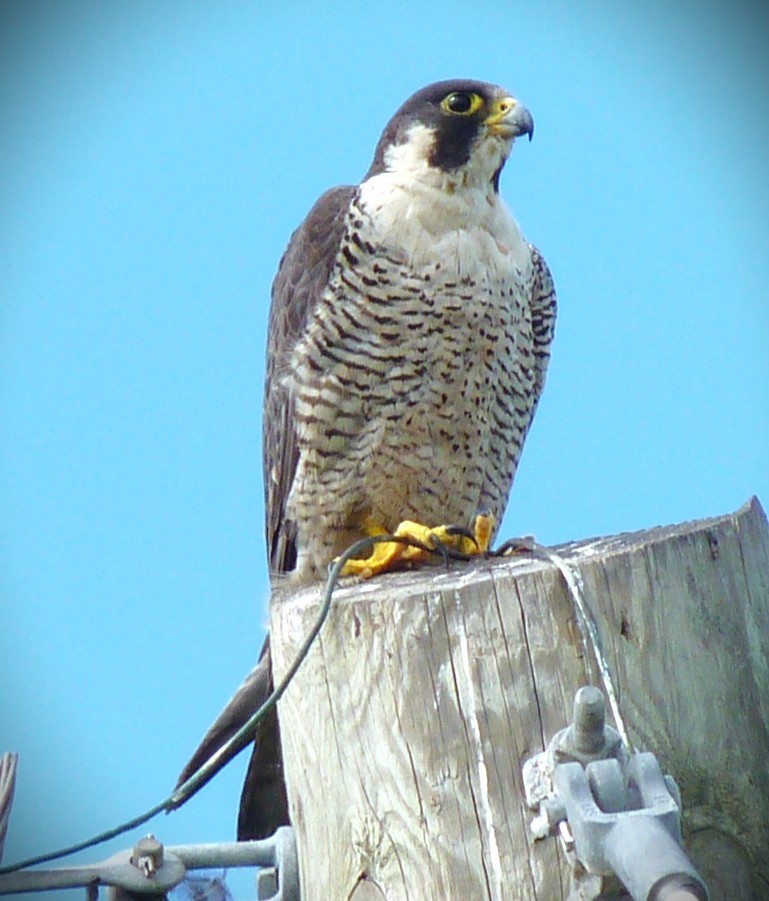 Wanderfalke - ML650913617