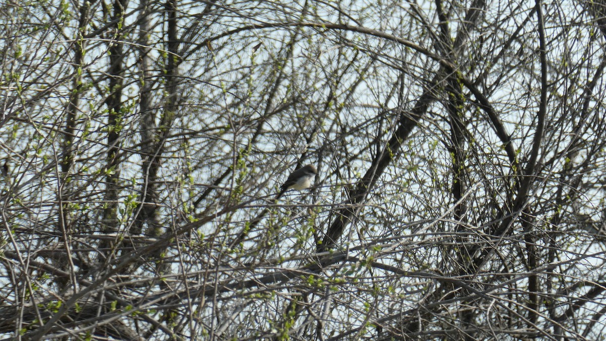 ベニタイランチョウ - ML650913750