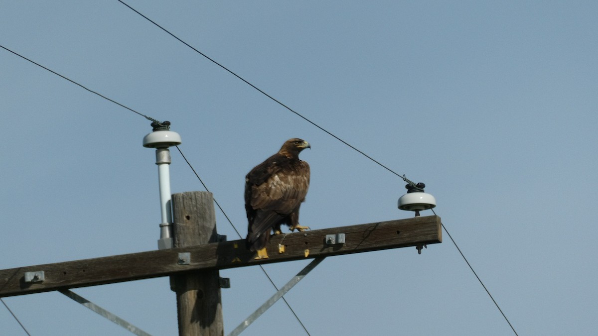 イヌワシ - ML650913844