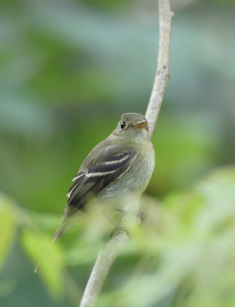 Sarı Karınlı Boreal Sinekkapan - ML650914024