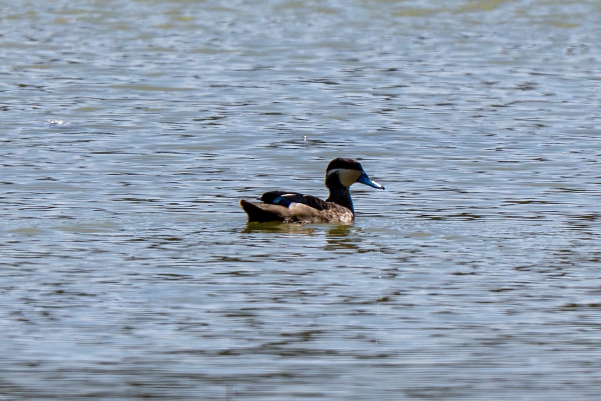 Blue-billed Teal - ML650914082