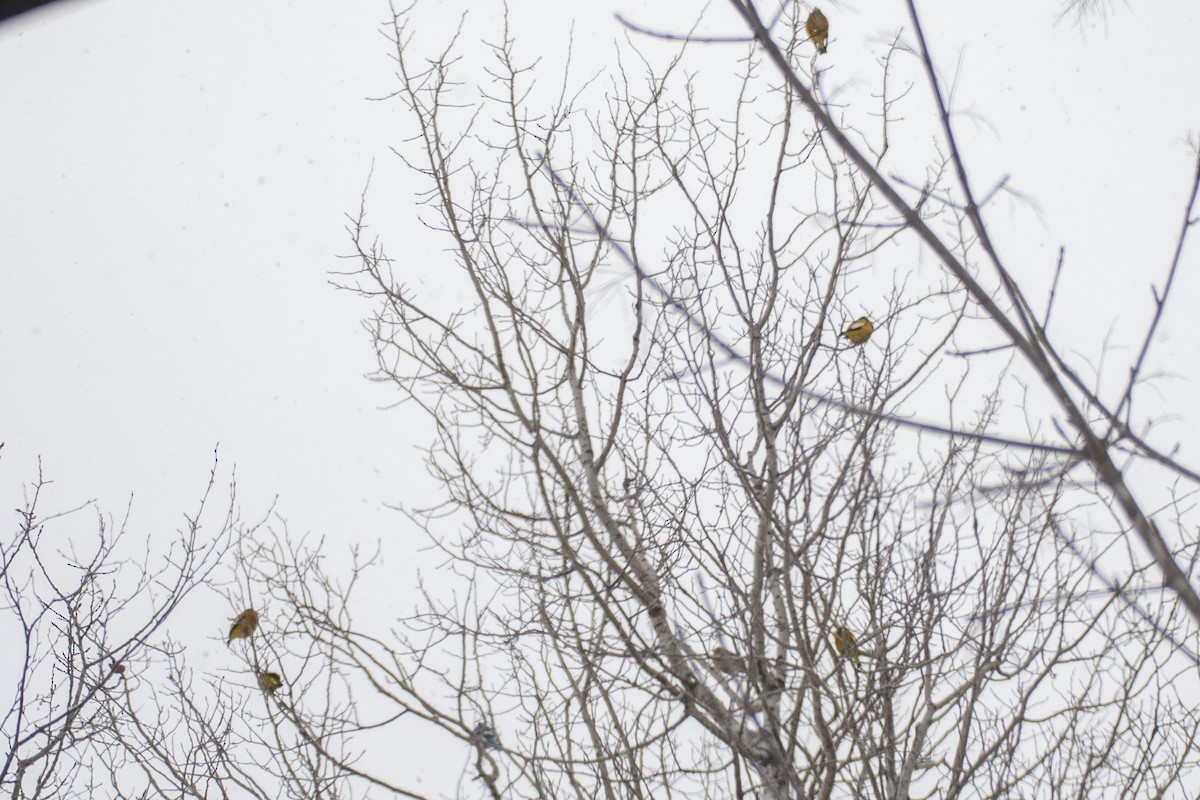 Вечерний дубонос - ML650914154