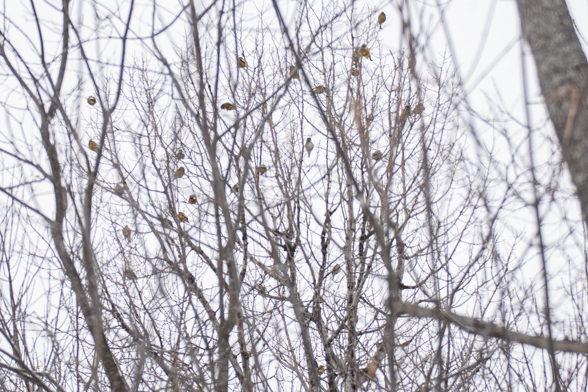 Вечерний дубонос - ML650914155