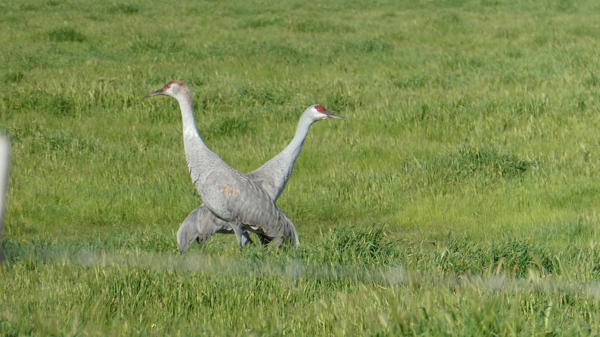 カナダヅル - ML650914201