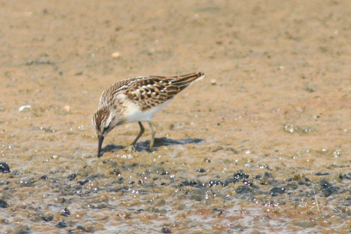 Least Sandpiper - ML65091441