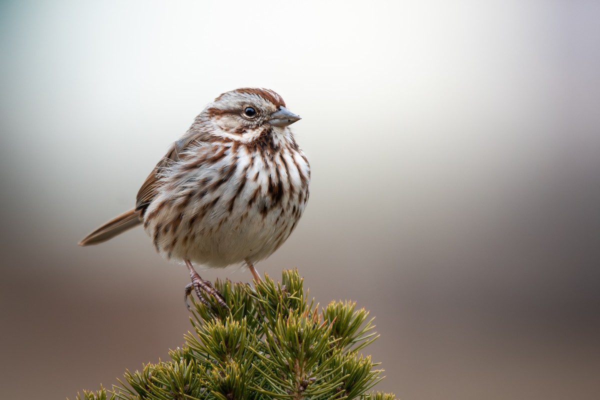 גיבתונית רוננת - ML650914438
