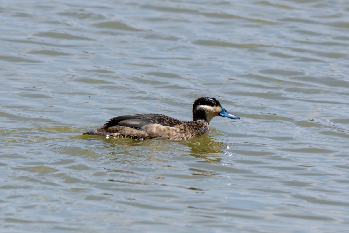 Blue-billed Teal - ML650914503