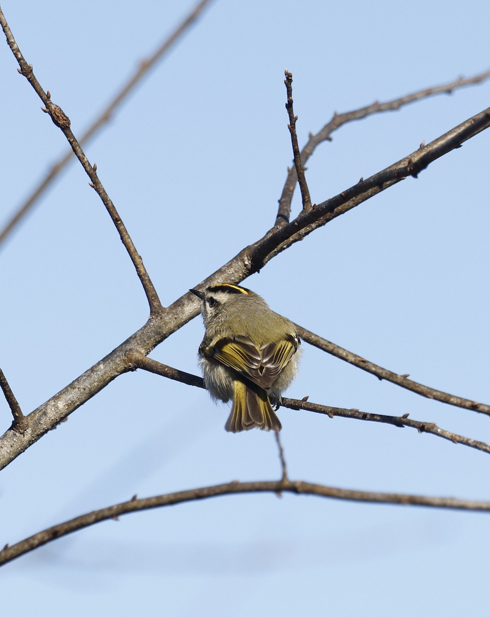 králíček zlatohlavý - ML650914587