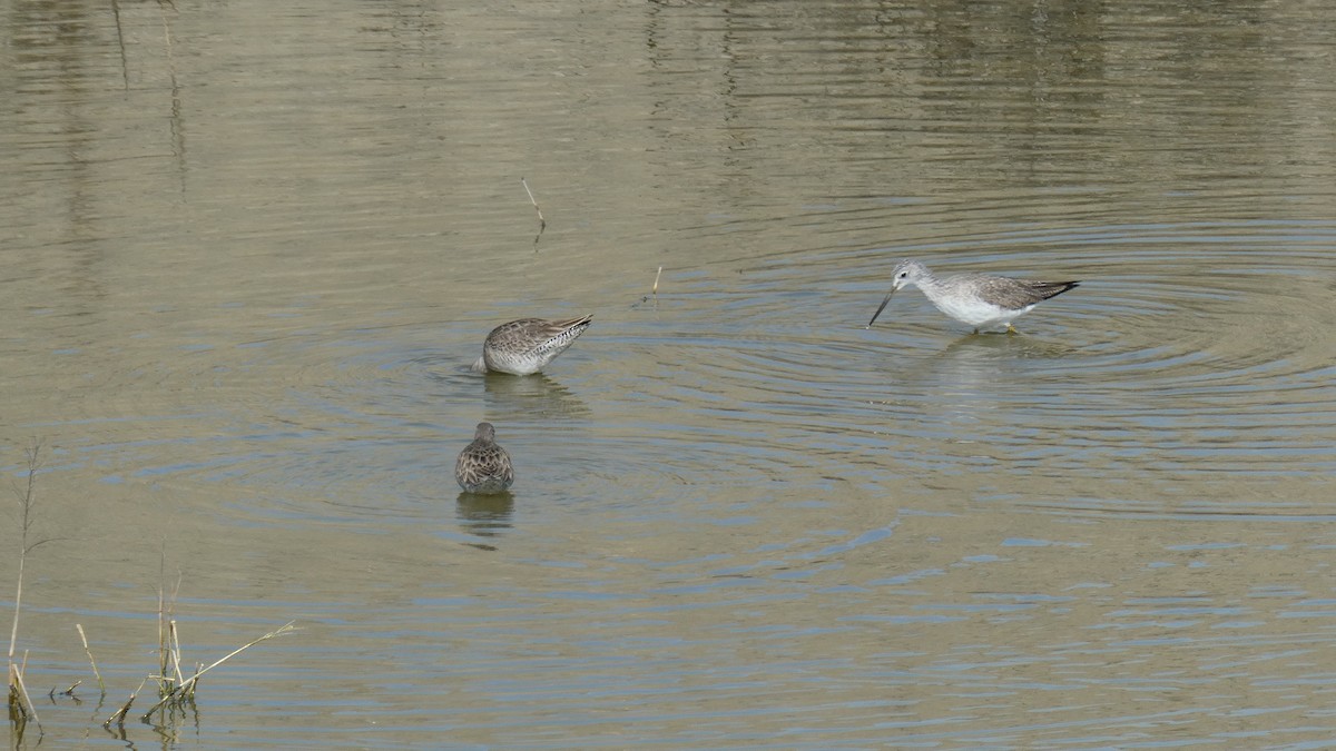 オオハシシギ - ML650914595