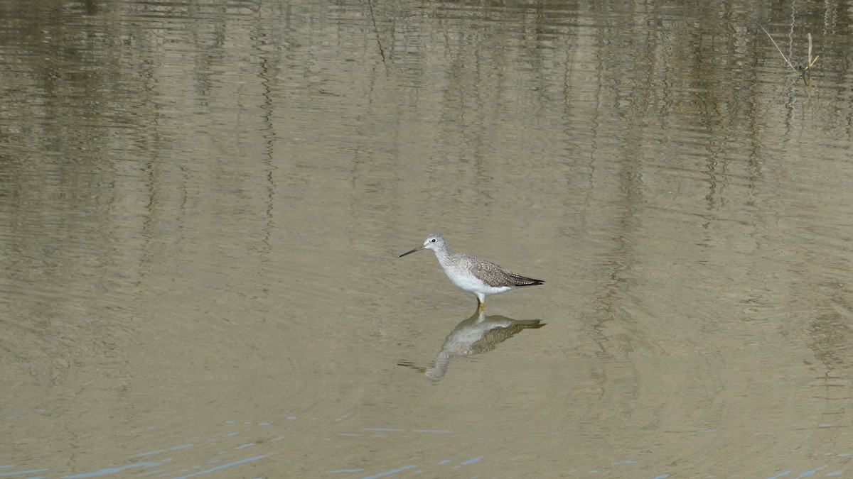 オオキアシシギ - ML650914621