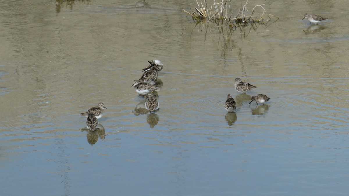 アメリカヒバリシギ - ML650914642