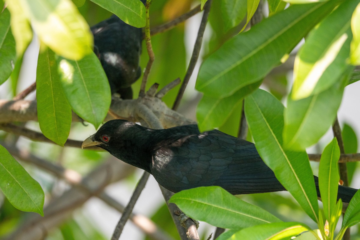 Asian Koel - ML650914660