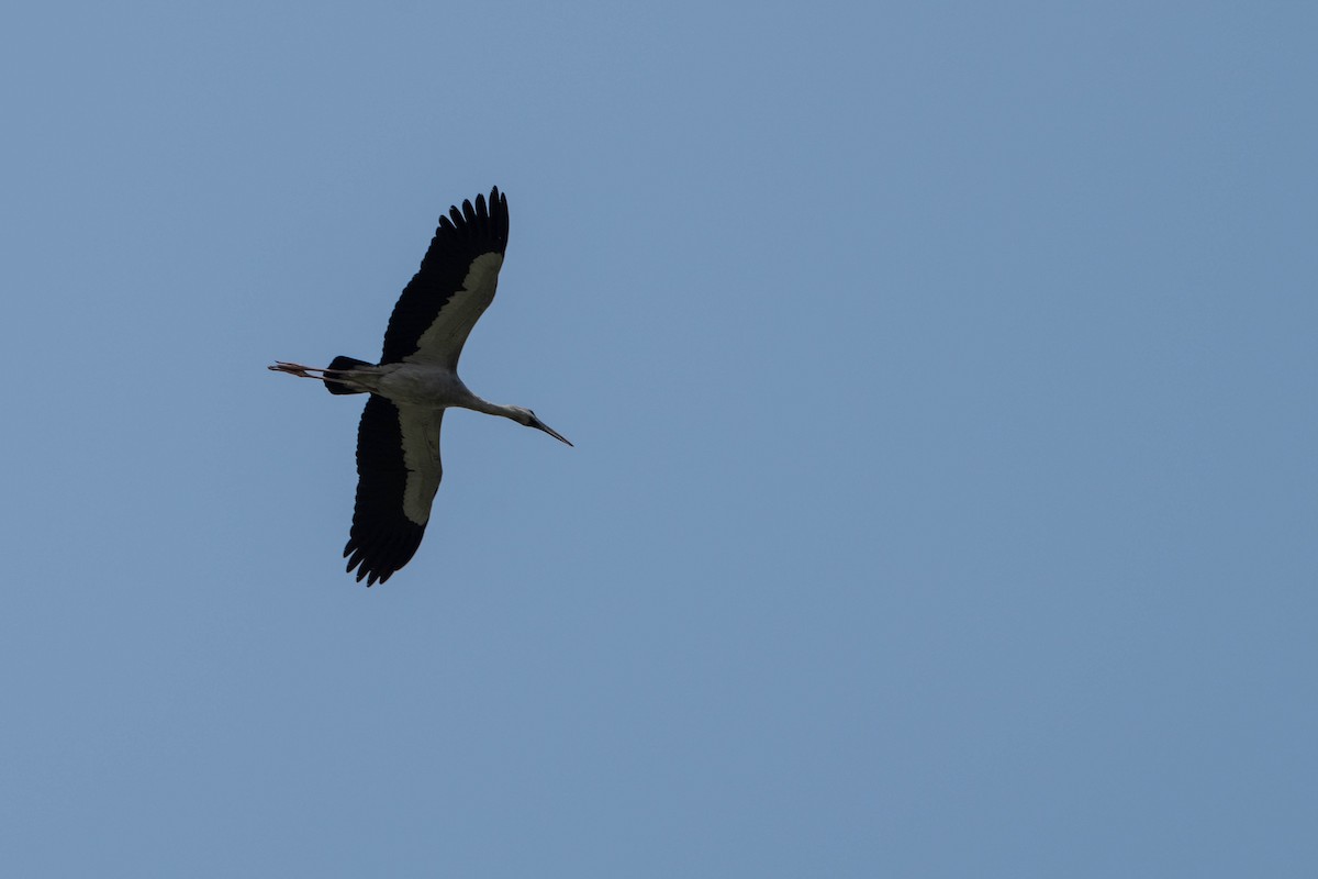 Asian Openbill - ML650914667