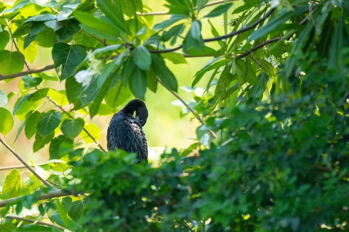 Little Cormorant - ML650914673