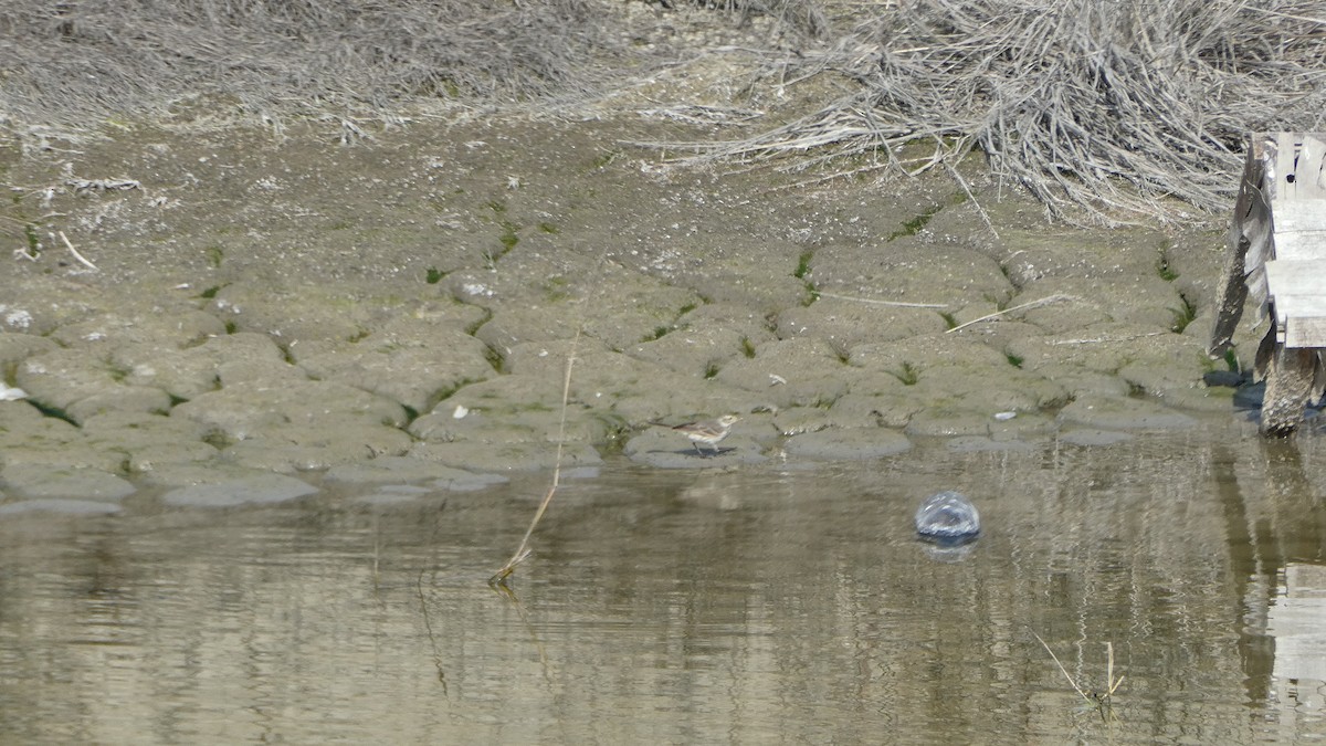 アメリカタヒバリ - ML650914674