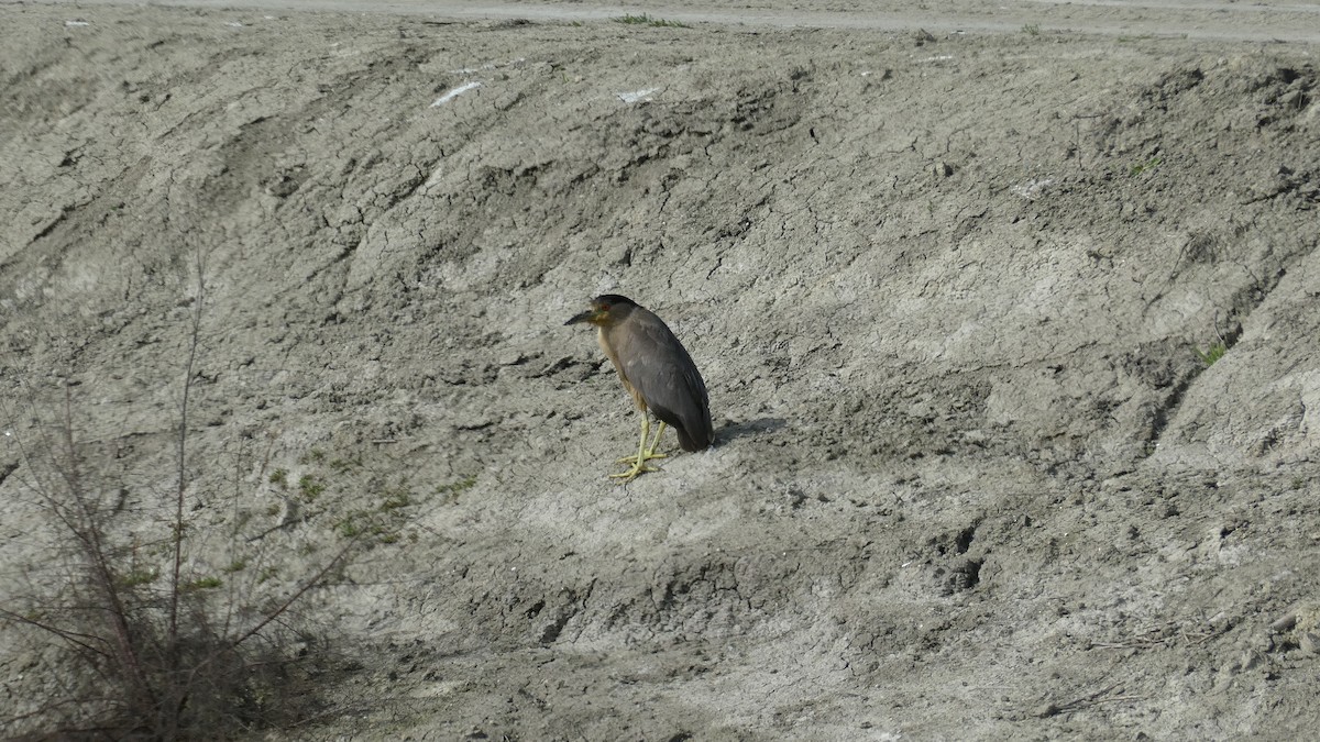 ゴイサギ - ML650914712