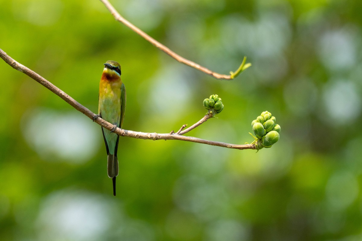 Blue-tailed Bee-eater - ML650914722