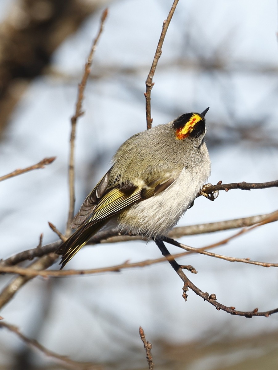 králíček zlatohlavý - ML650914726