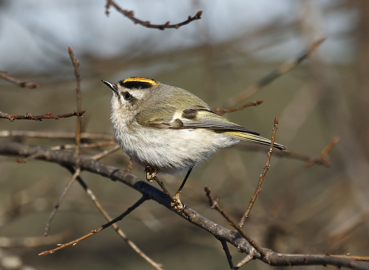 králíček zlatohlavý - ML650914727