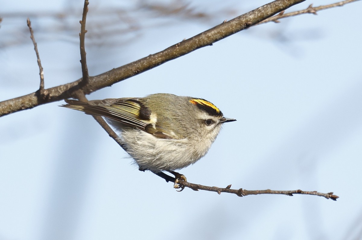 králíček zlatohlavý - ML650914728