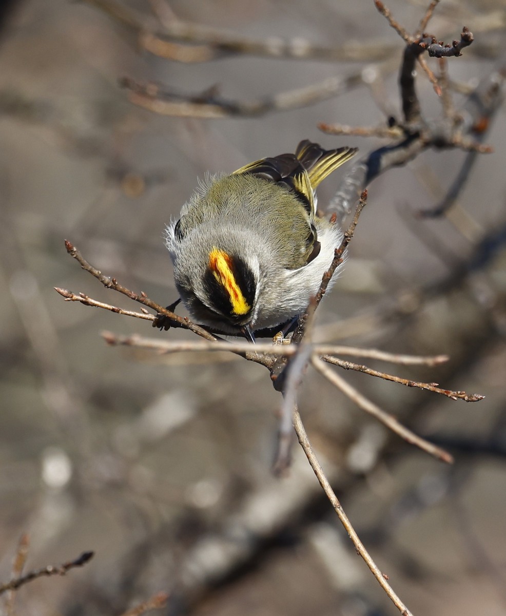 králíček zlatohlavý - ML650914729