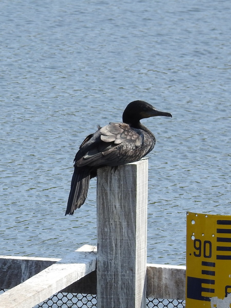 Индийский баклан - ML650914742