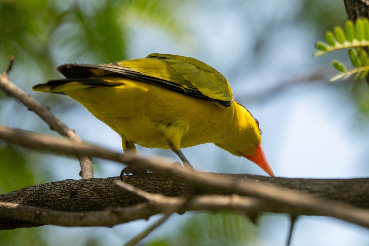 Black-naped Oriole - ML650914743