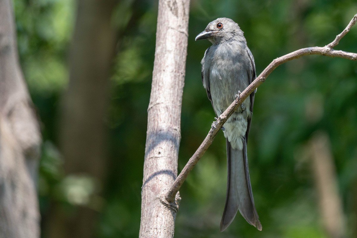 Ashy Drongo - ML650914754