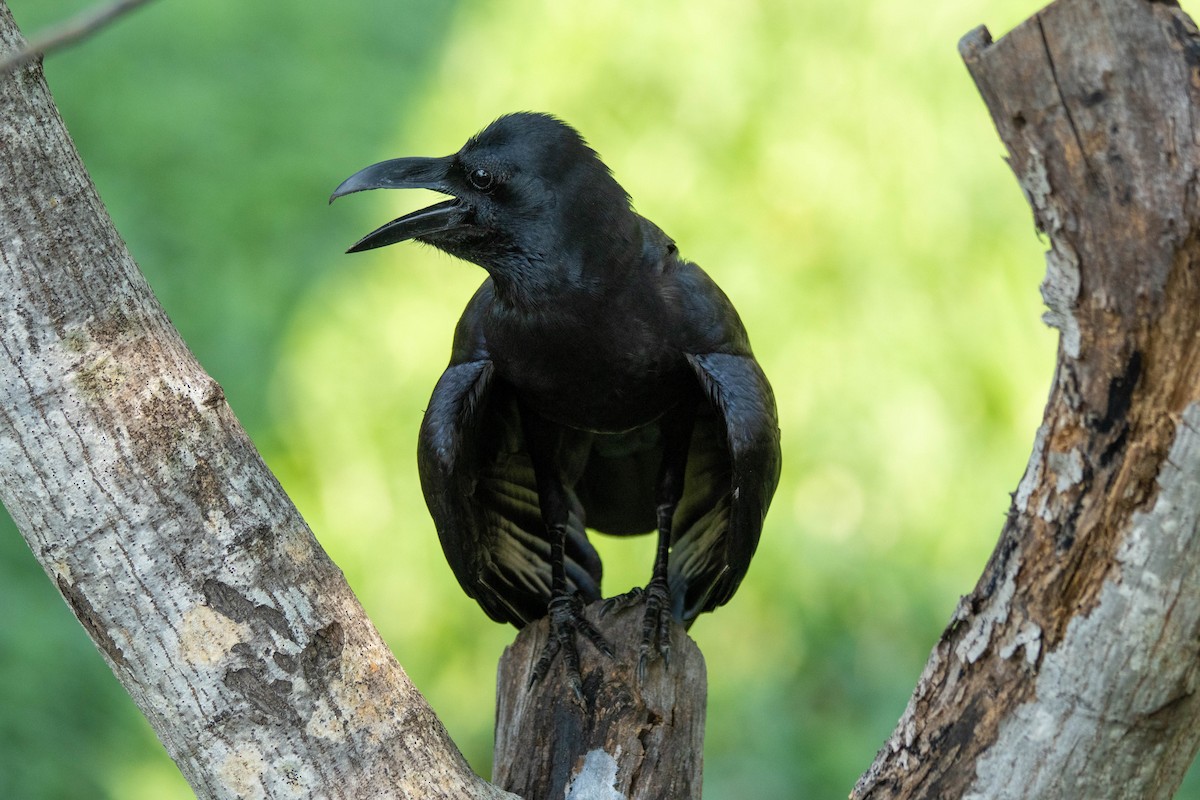 Large-billed Crow - ML650914770