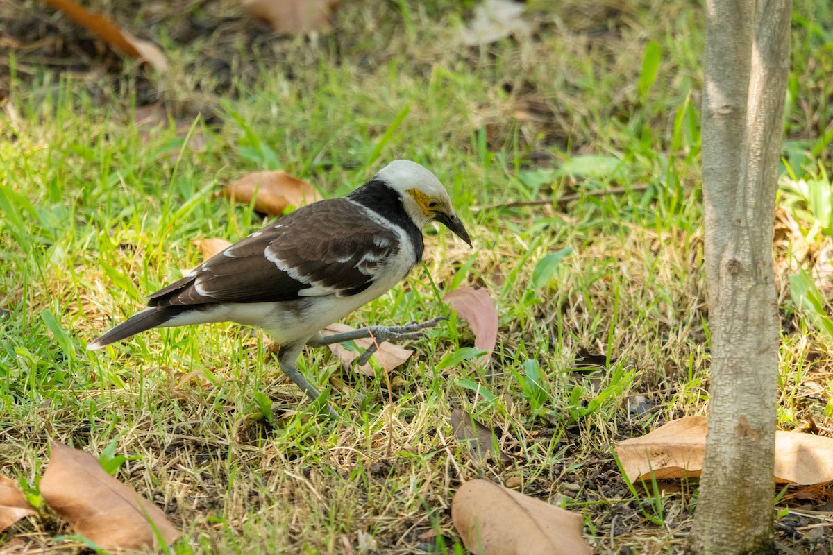 Black-collared Starling - ML650914799