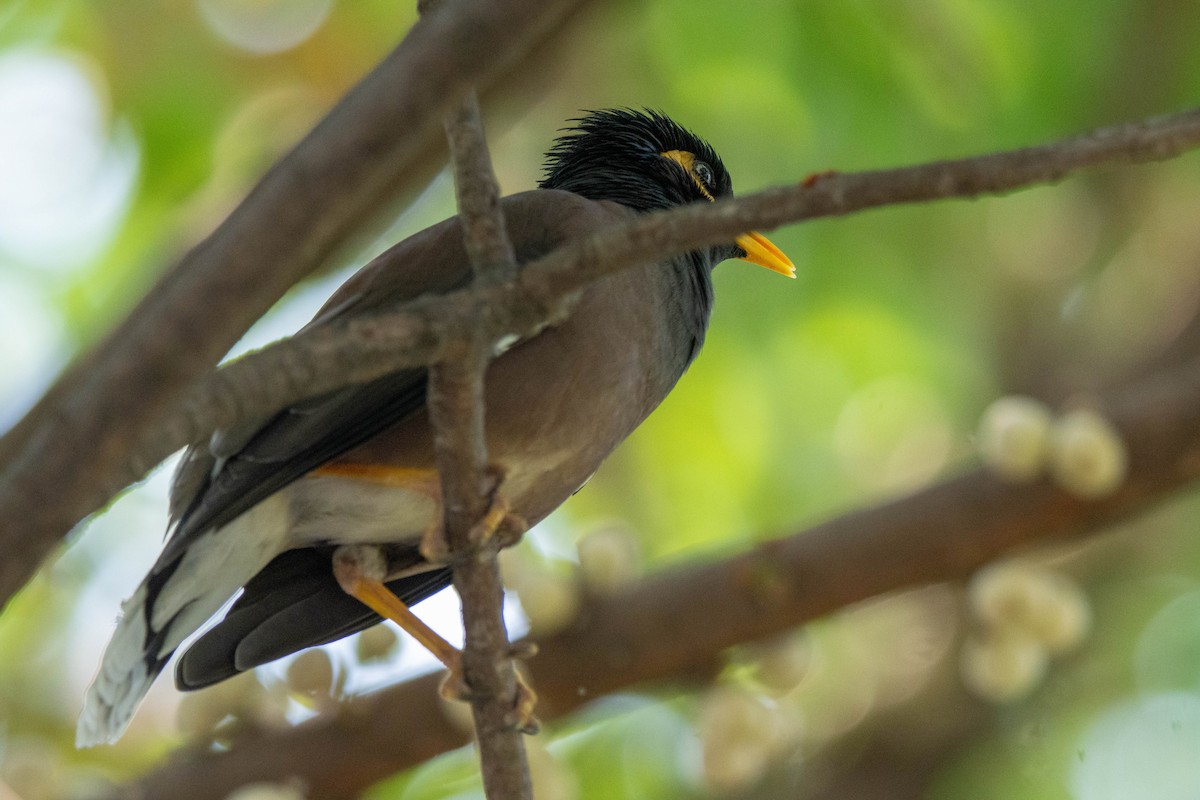 Common Myna - ML650914815