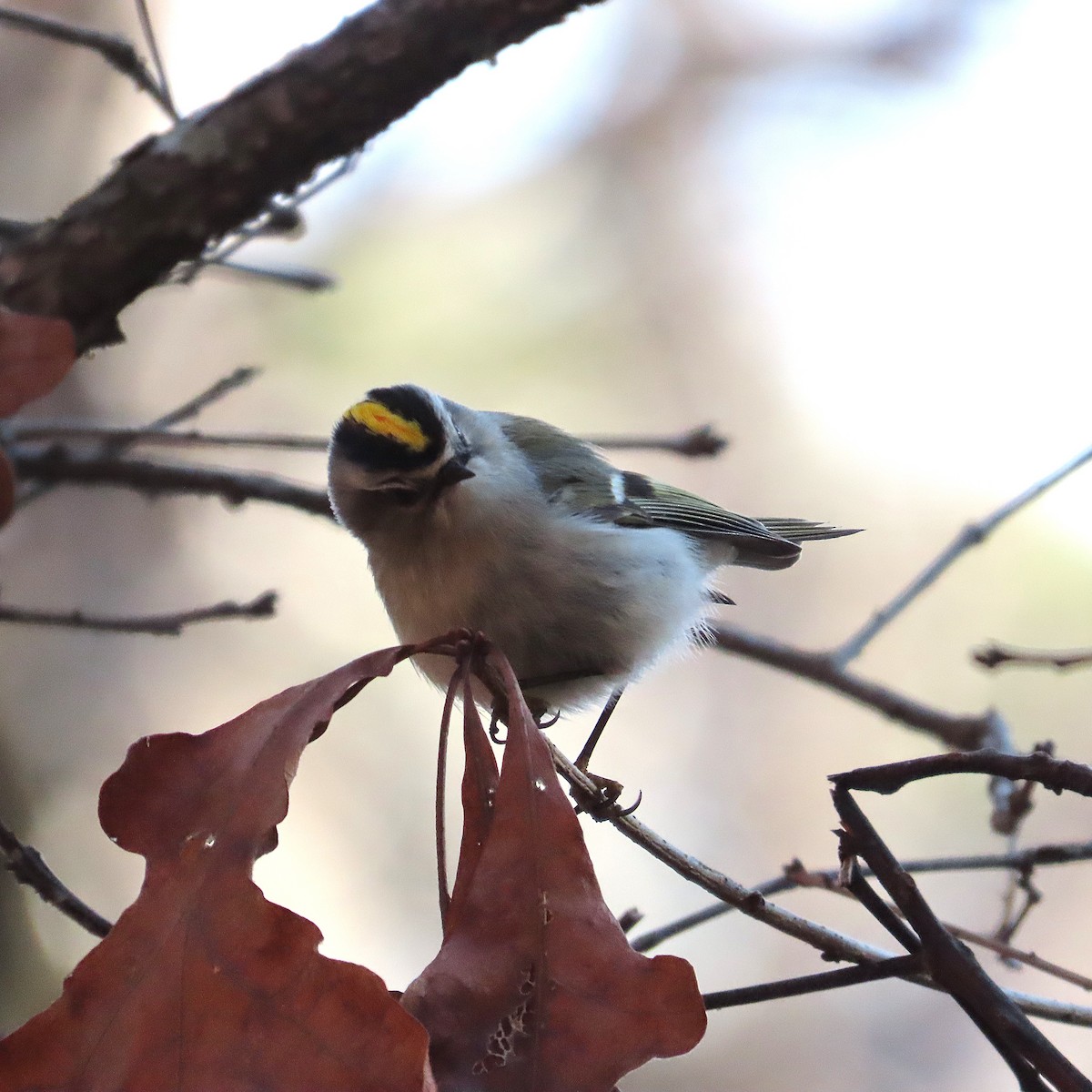 králíček zlatohlavý - ML650914893