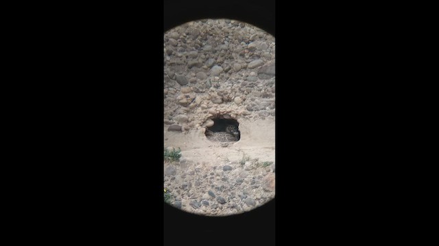 アメリカワシミミズク - ML650914899