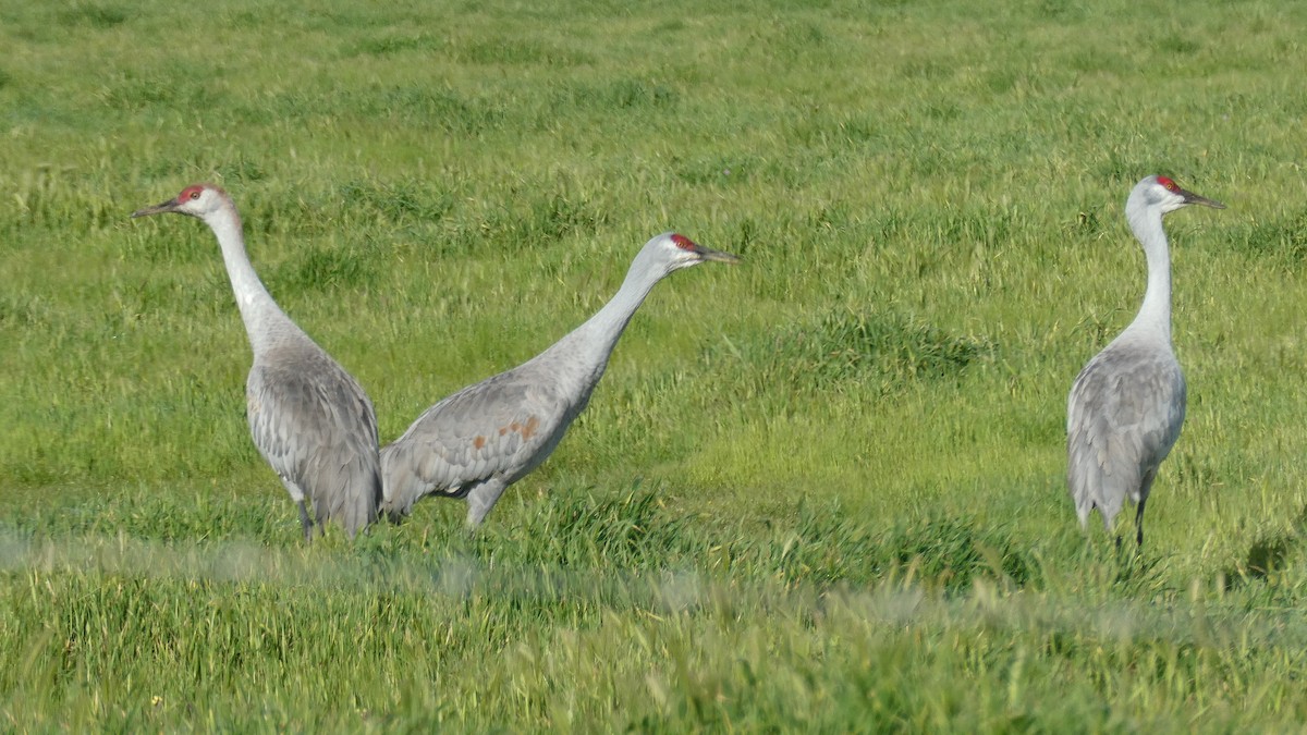 カナダヅル - ML650914971