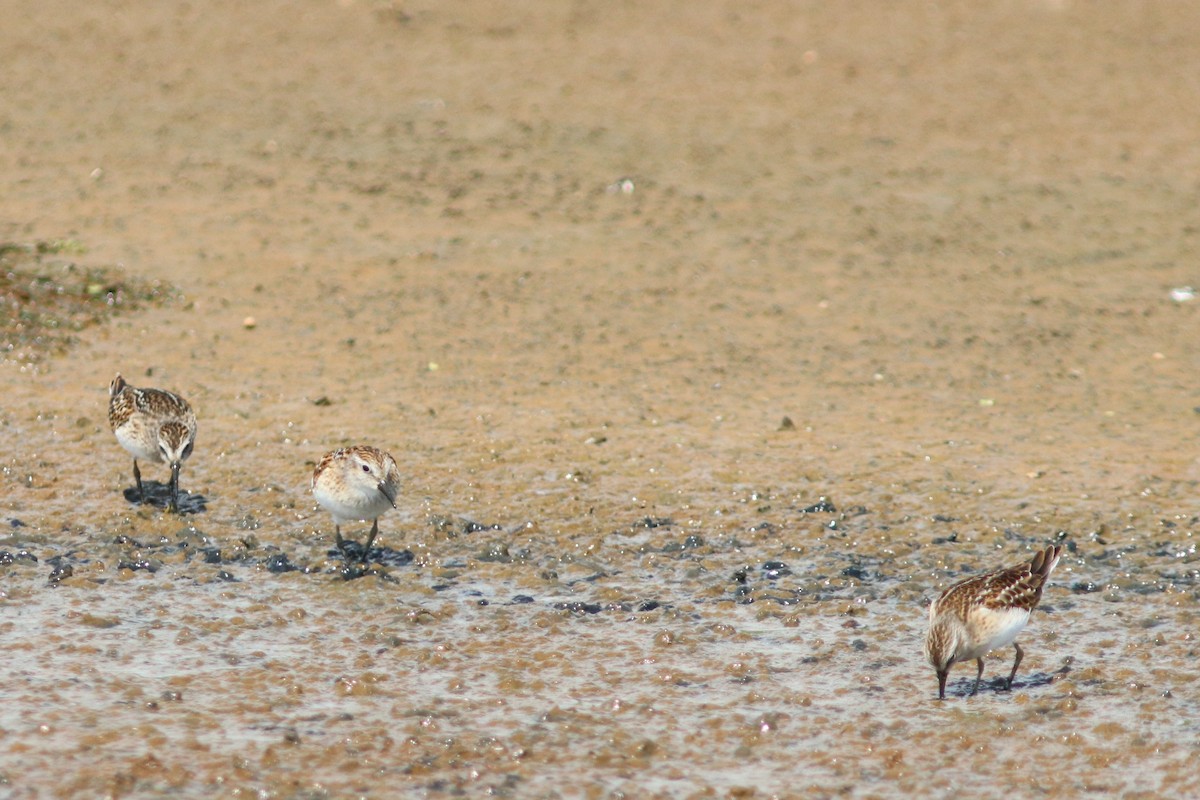 Least Sandpiper - ML65091511