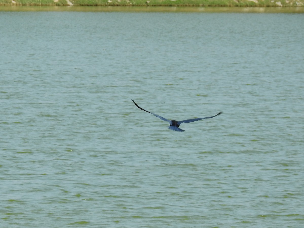 Азиатская змеешейка - ML650915368